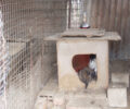 2-11-2011 η δίκη των παράνομων εκτροφέων για το κολαστήριο ζώων στο Νεοχώρι Σερρών